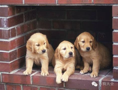 狗可以生幾隻|犬